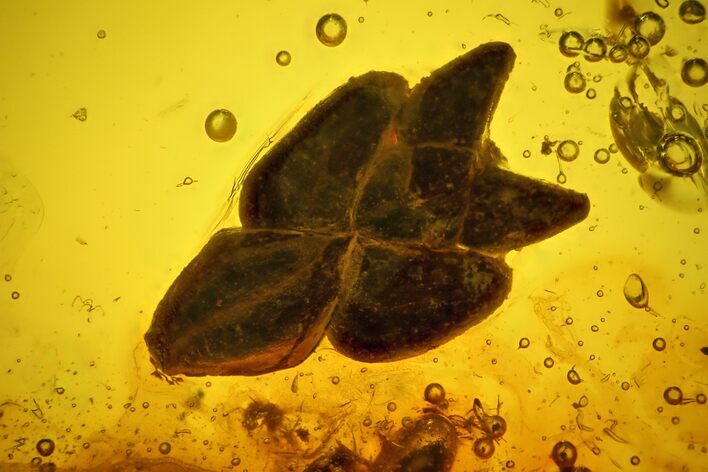 Fossil Thuja Twig Section, Fly and Springtail in Baltic Amber #163471
